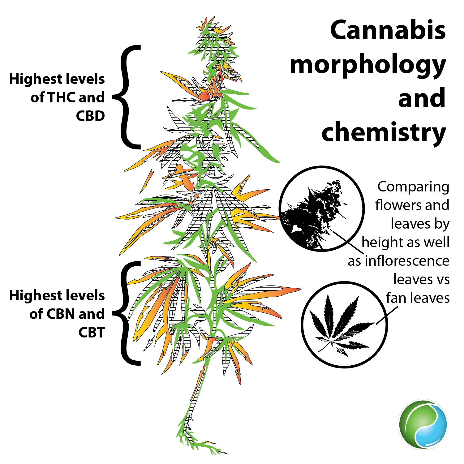 Cannabis Morphology and Chemistry