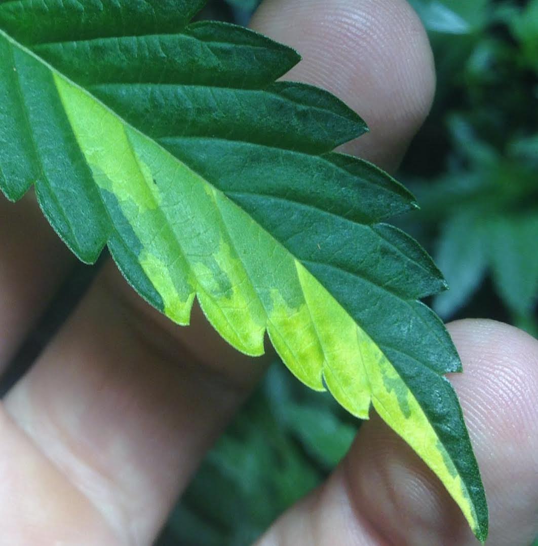 Crippy leaf variegation