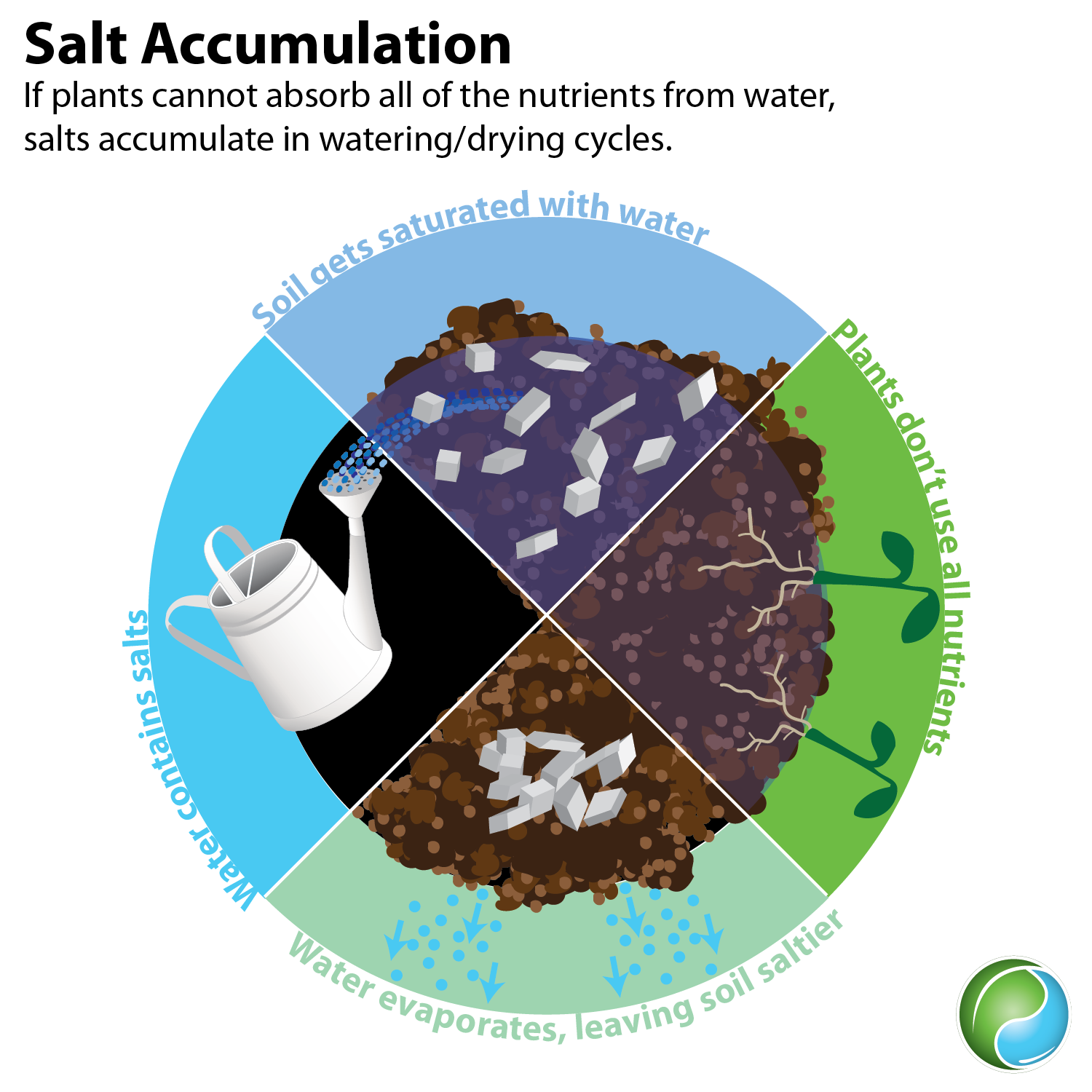 salt accumulation