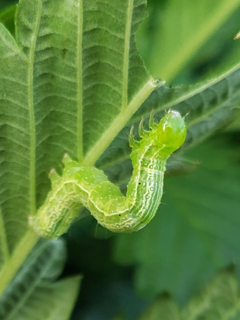 caterpillar munching