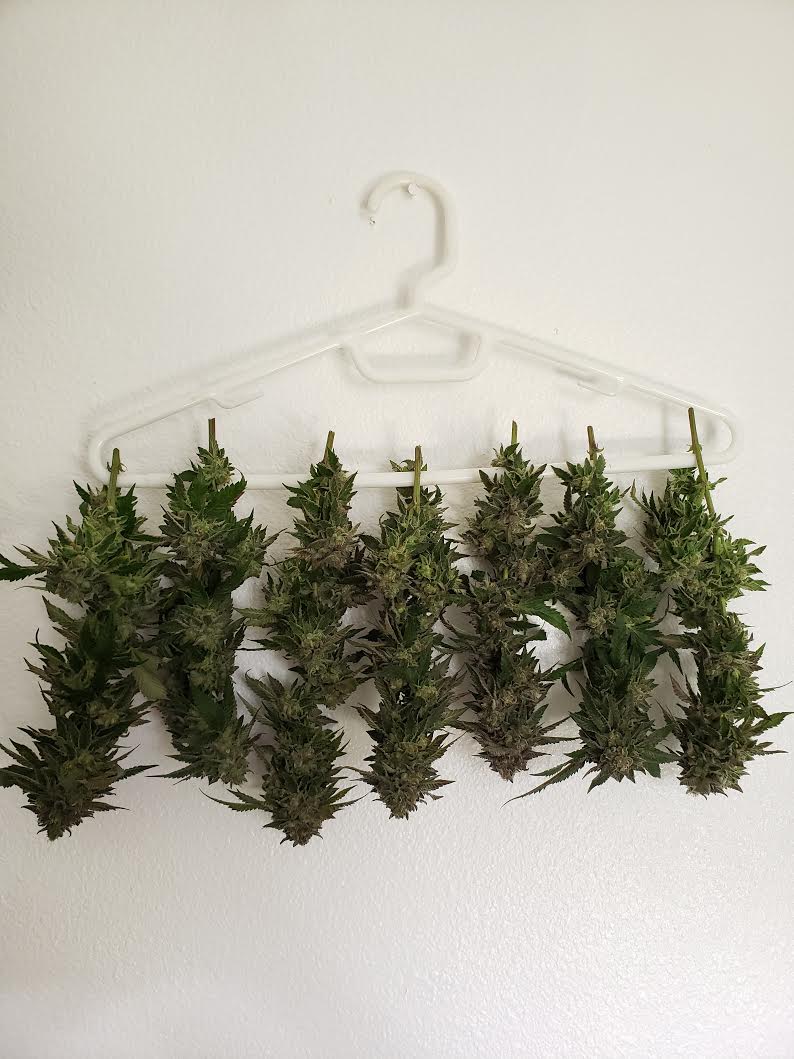 hang drying plants