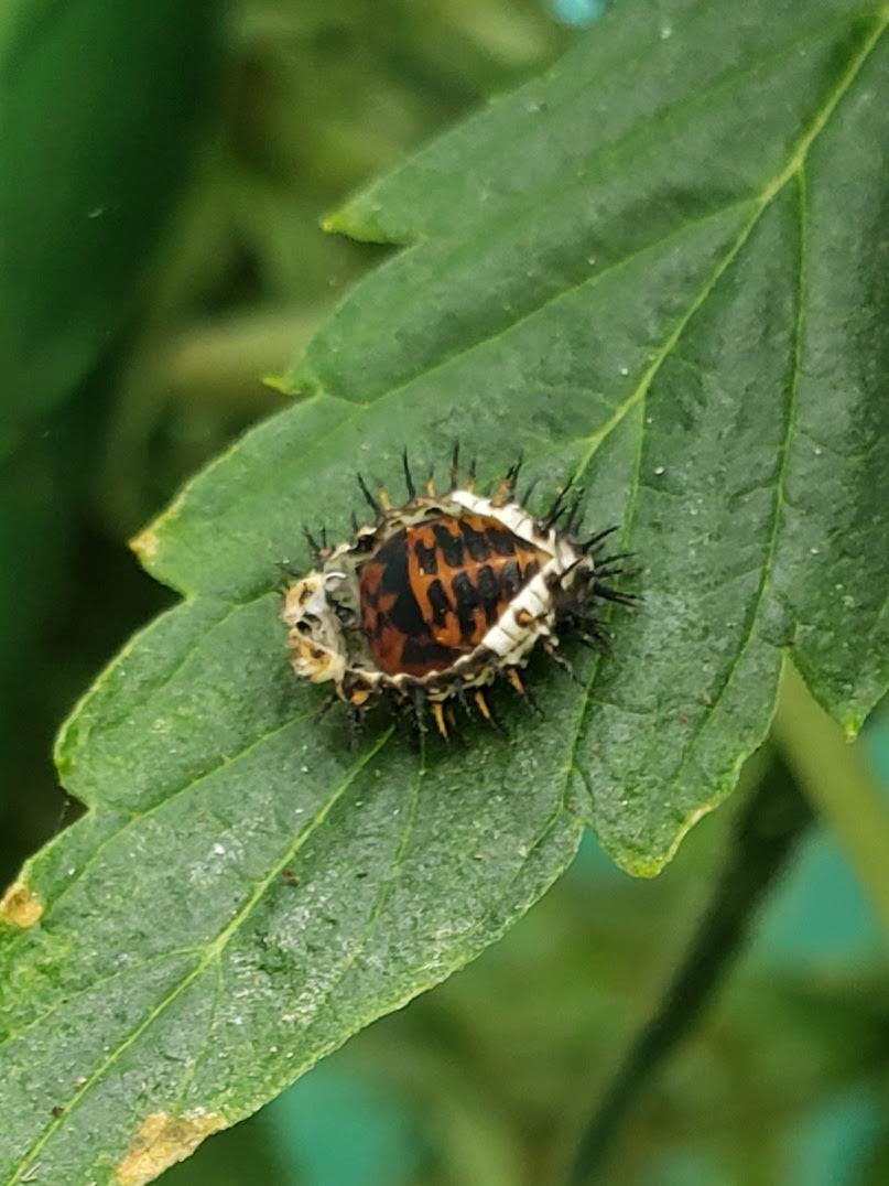lady beetle nymph