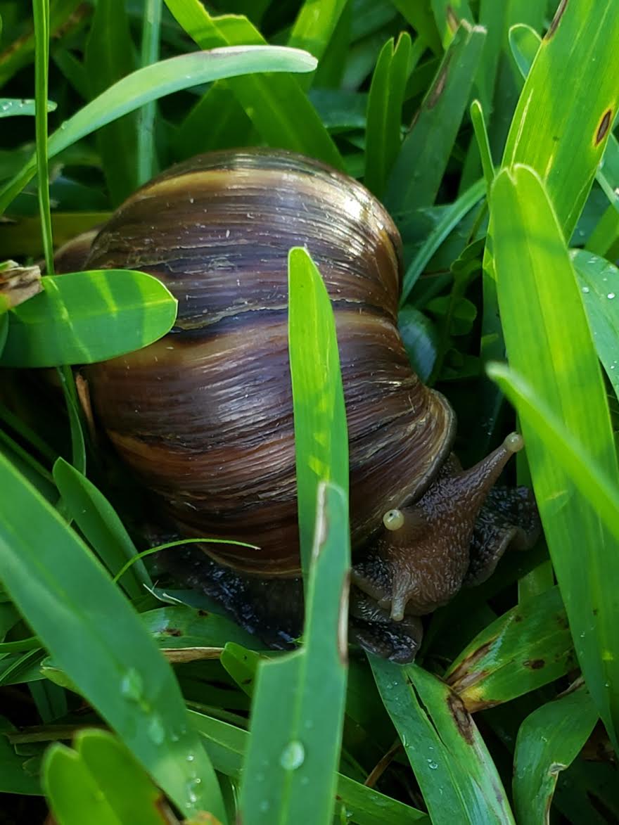 adult snail