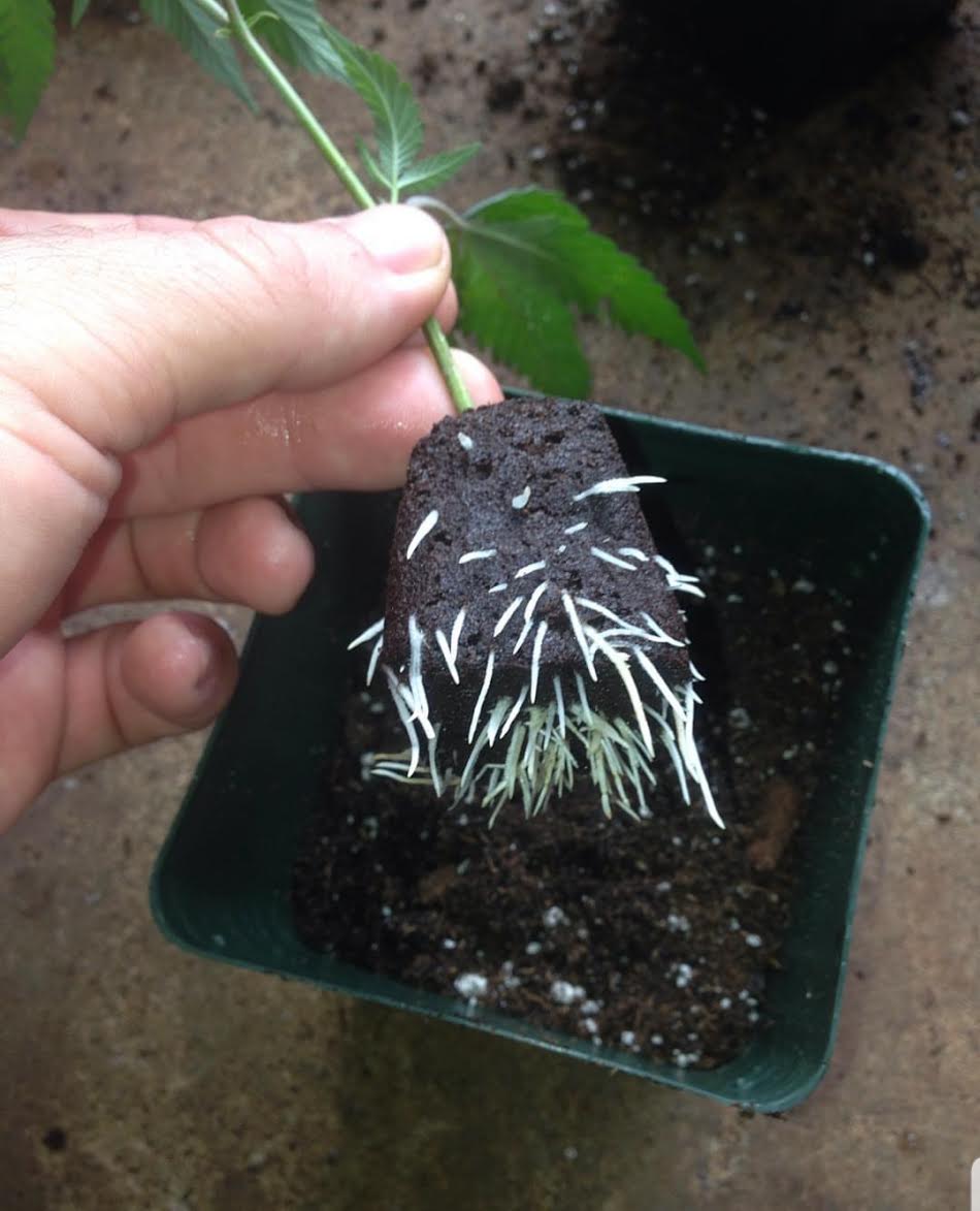 rooted clone