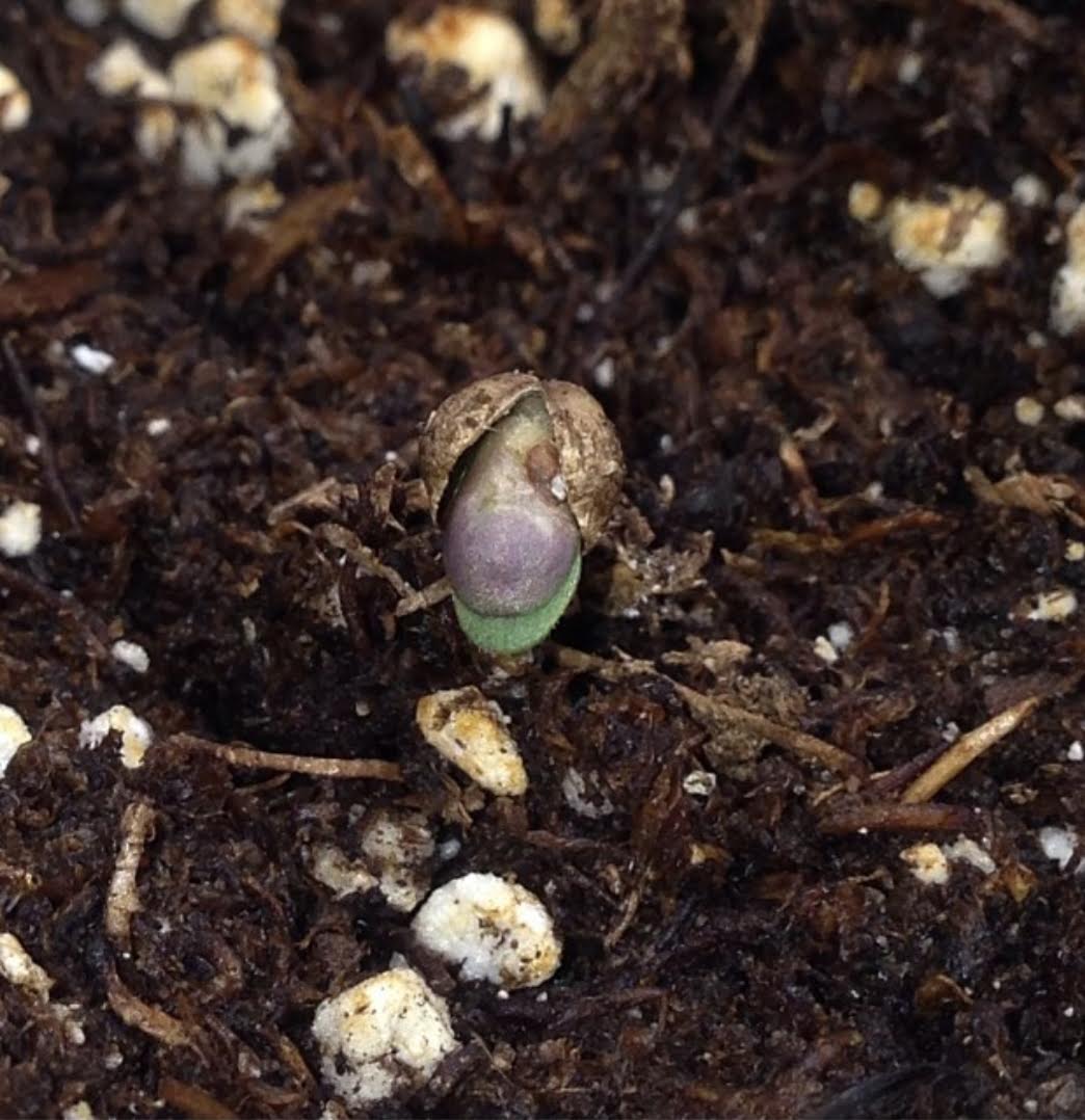 stubborn shell attached to seedling