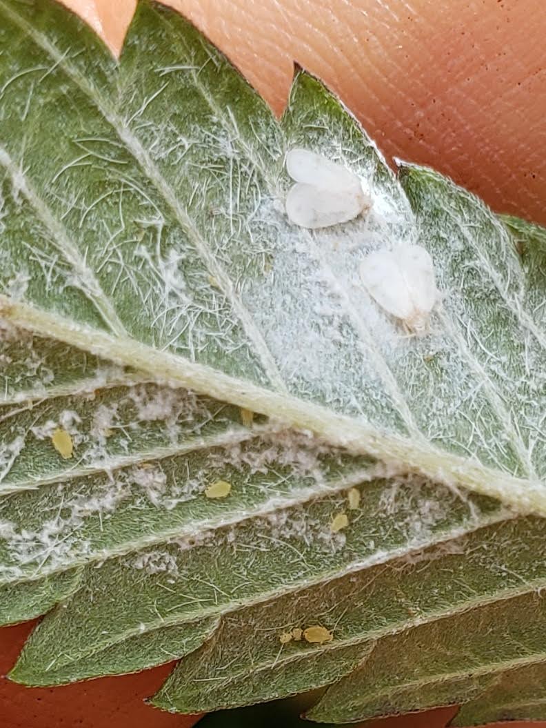adult whiteflies